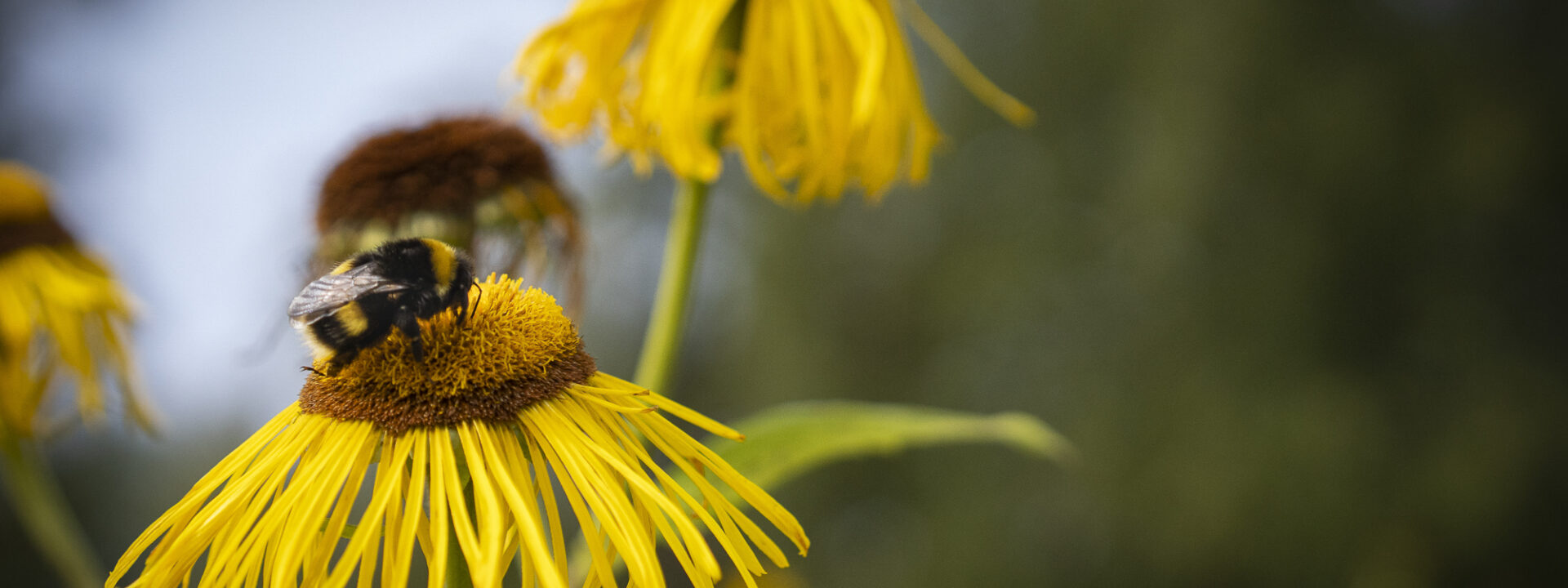 Blomser og bier på Tingvoll Økopark